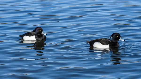 Tufted Duck on water — Stock Photo, Image
