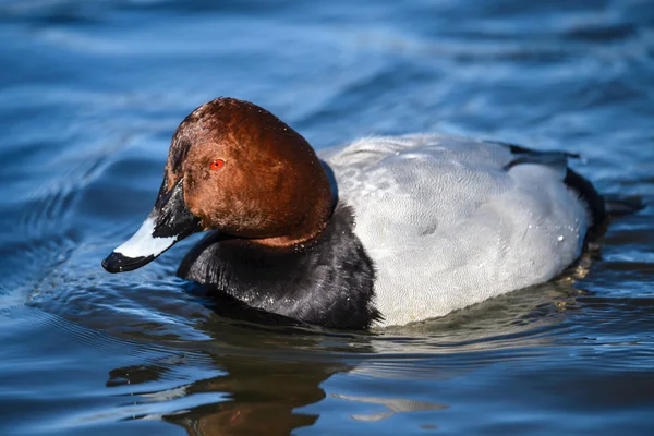 Duck on the river — Stock Photo, Image