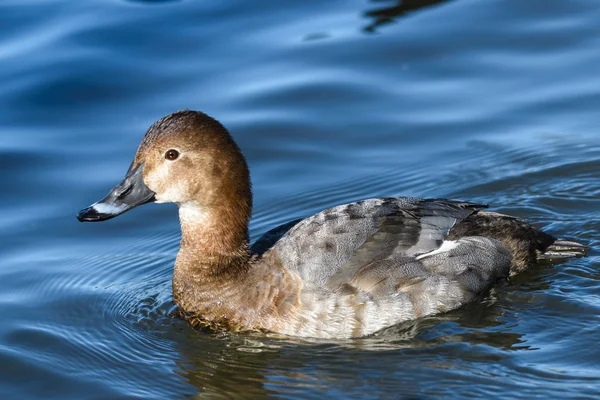 Ente auf dem Fluss — Stockfoto