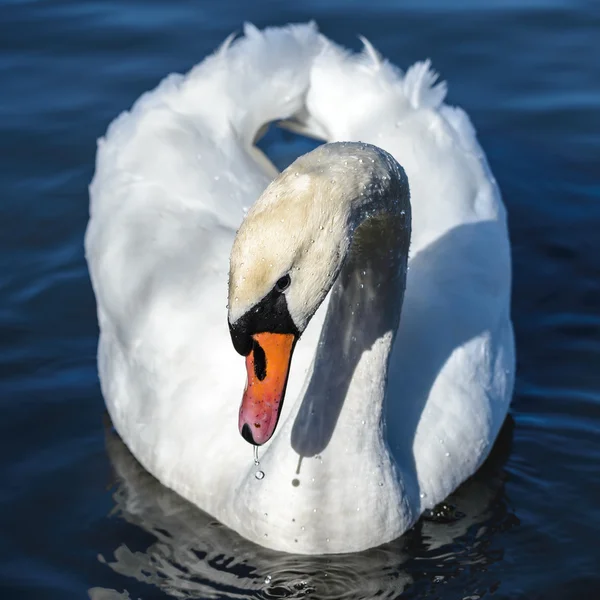 Cabeça de cisne — Fotografia de Stock