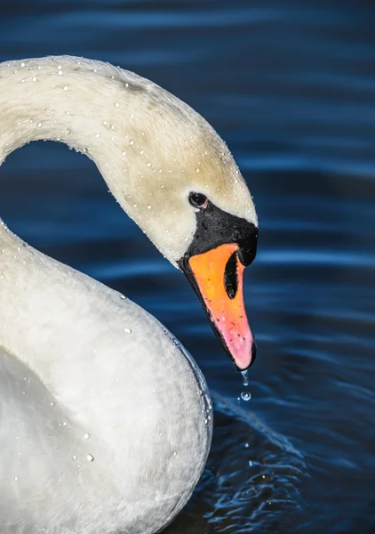 Cabeça de cisne — Fotografia de Stock