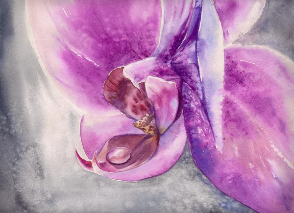 描かれた蘭の水彩画 — ストック写真