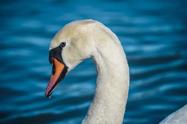 Head of swan — Stock Photo, Image