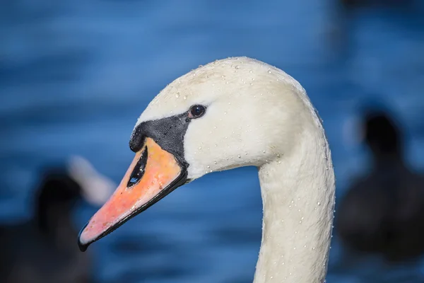 Head of swan — Stock Photo, Image