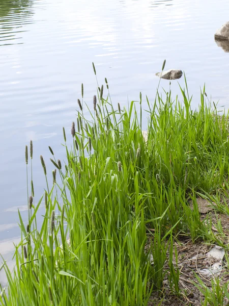 Hierba verde en la orilla del estanque — Foto de Stock