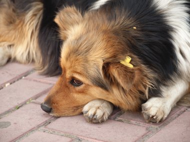 Köpek portre ile rahim sterilizasyon 