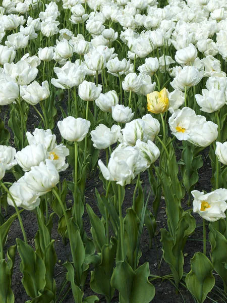 Flores de tulipa branca — Fotografia de Stock