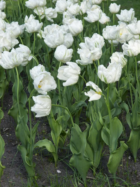 Flores de tulipa branca — Fotografia de Stock