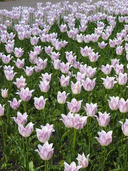 原始浓密的紫色郁金香花 — 图库照片