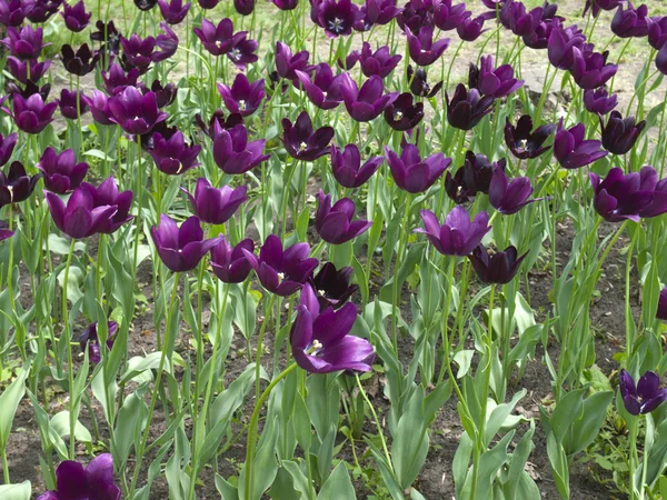 Flores de tulipa roxa — Fotografia de Stock