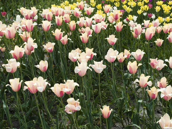 Flores de tulipa diferentes — Fotografia de Stock
