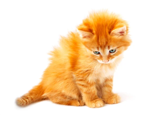 Ginger kitten on white background — Stock Photo, Image