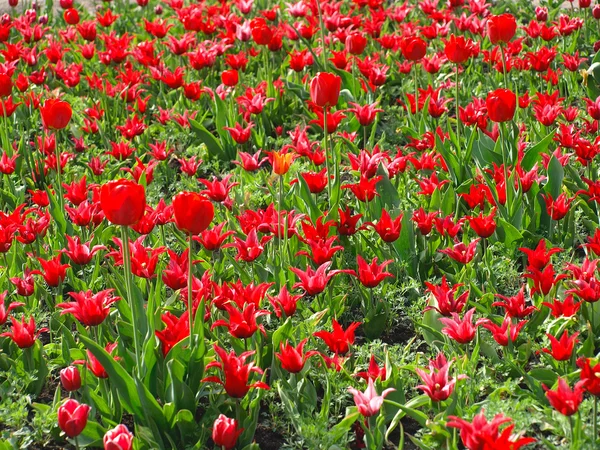 红色郁金香与明亮的花瓣 — 图库照片