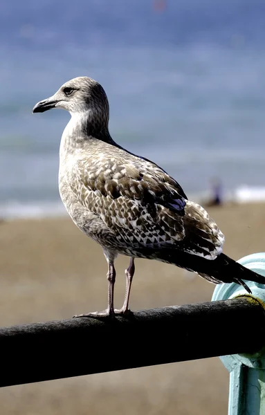 Måsen på stranden — Stockfoto