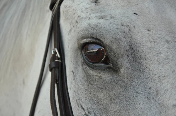 The eye of a horse — Stock Photo, Image