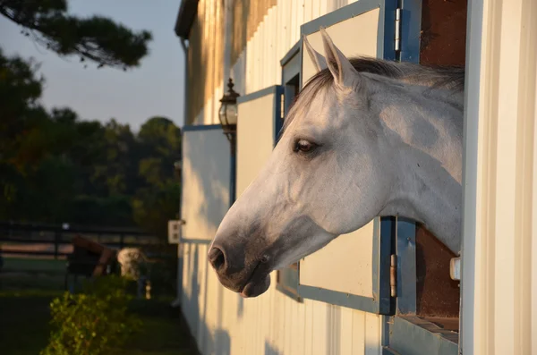 White horse profile — Stock Photo, Image