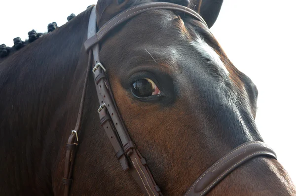 Bay horse közelről — Stock Fotó