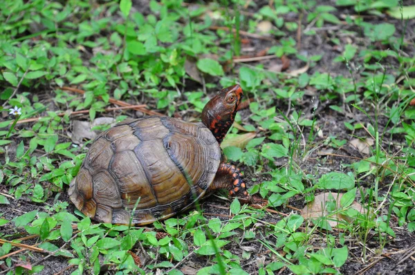Dreizehenschildkröte Stockfoto