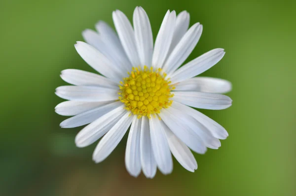 Close-up van een kleine gele en witte daisy — Stockfoto