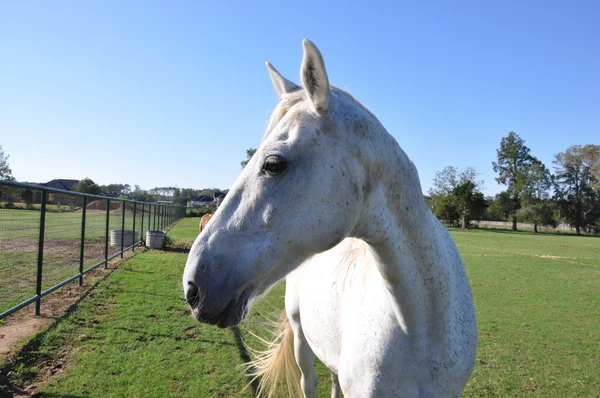 White speckled horse profile — Stock Photo, Image