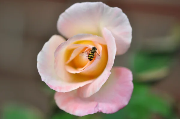 Eine Biene auf einer Rose — Stockfoto