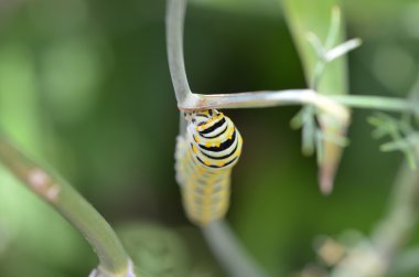 Siyah Swallowtail Caterpillar (Papilio polyxenes)