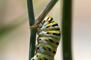 Siyah Swallowtail Caterpillar (Papilio polyxenes)