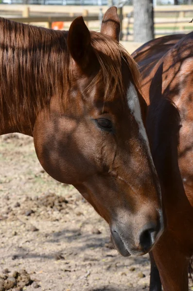 Profil konia — Zdjęcie stockowe