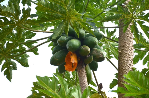 Klynge af papaya (carica papaya ) - Stock-foto