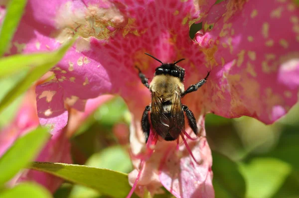 Bumblebee (desambiguação ) — Fotografia de Stock