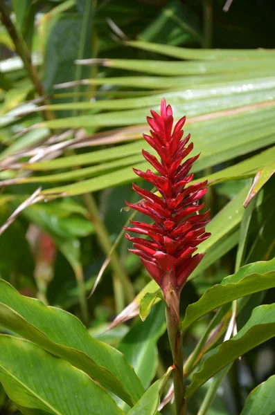 Merlot bromeliad bloom — Stock Photo, Image