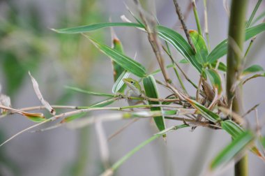 Carolina anole (Anolis carolinensis)