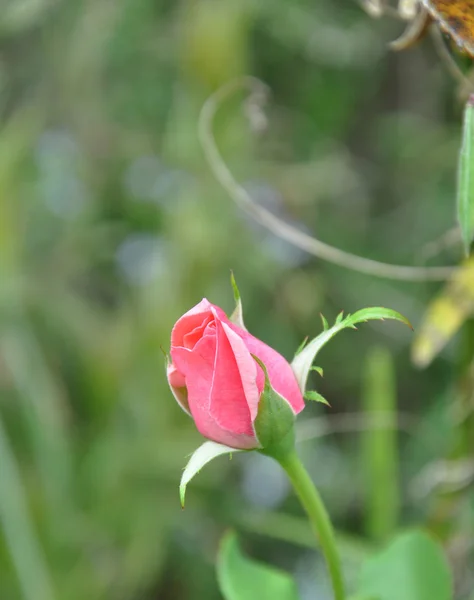 Roze roos bud — Stockfoto