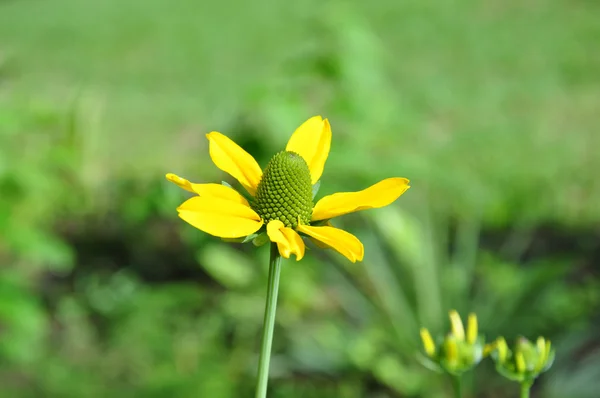 Coliflor amarilla — Foto de Stock