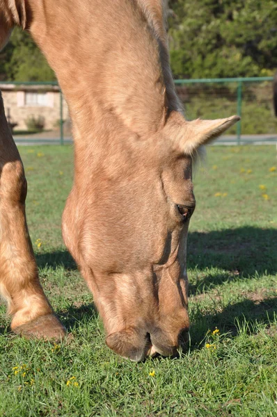 Pasto palamino cavalo — Fotografia de Stock