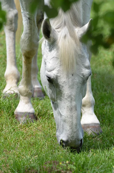 Biały koń pastwiskowy — Zdjęcie stockowe