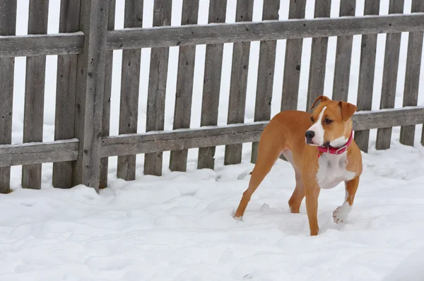 Hund im Schnee — Stockfoto