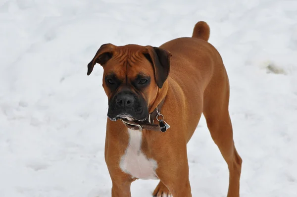 Boxer i snön — Stockfoto