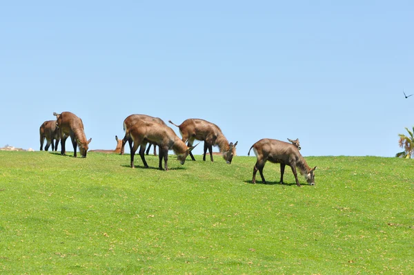 Kilimandzsáró Oryx — Stock Fotó