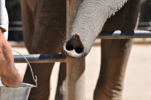 Close up of an elephant trunk — Stock Photo, Image