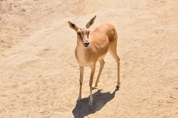 Kenya Impala — Stock Photo, Image