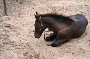 Genç bay colt döşeme
