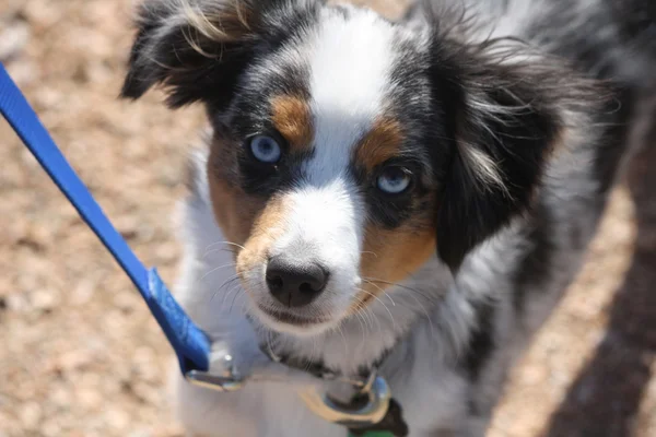 Junger australischer Schäferhund — Stockfoto