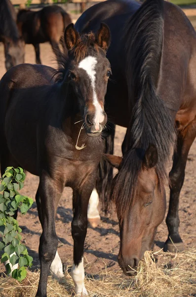 Colt with mother — Stock Photo, Image