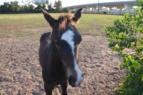 Bay colt — Stock Photo, Image