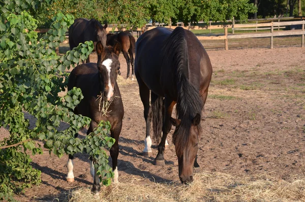 Bay colt with mother — Stock Photo, Image