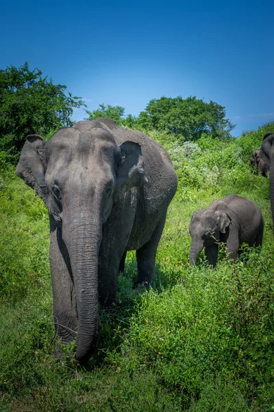 Fil Udawalawe Milli Parkı, Sri Lanka