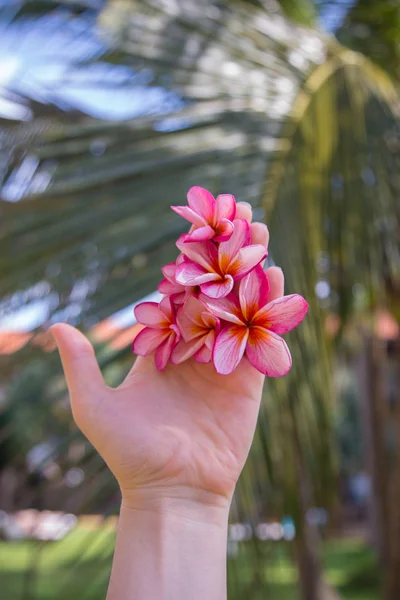 スリランカの Handfull の仏花 — ストック写真