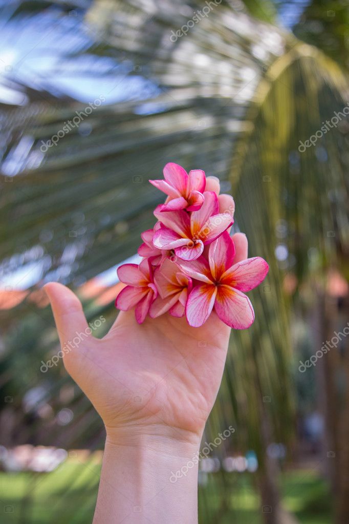 Handfull Of Buddha Flowers Sri Lanka