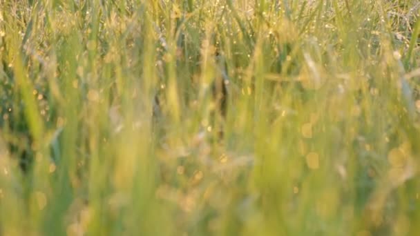 Sonnenaufgang über dem Gras am Fluss Dnipro in der Ukraine — Stockvideo